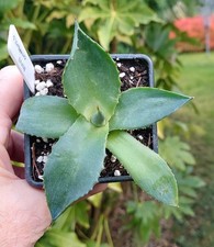 Agave chiapensis - RARE - succulent - Cacti - Industrial Agaves