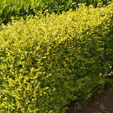 Ligustrum ovalifolium Aureum