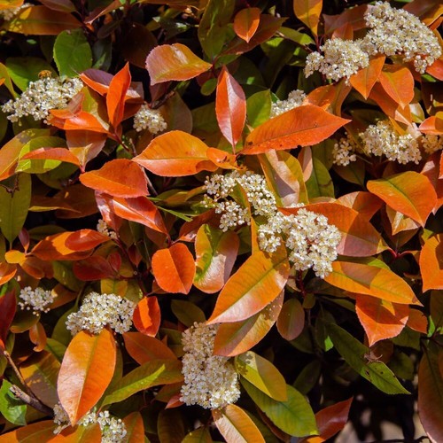 Photinia little red robin - 'little,