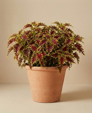 Skeletal Coleus - Mini Plug