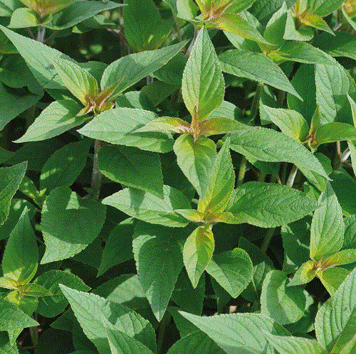 Pineapple sage plant very - sage,