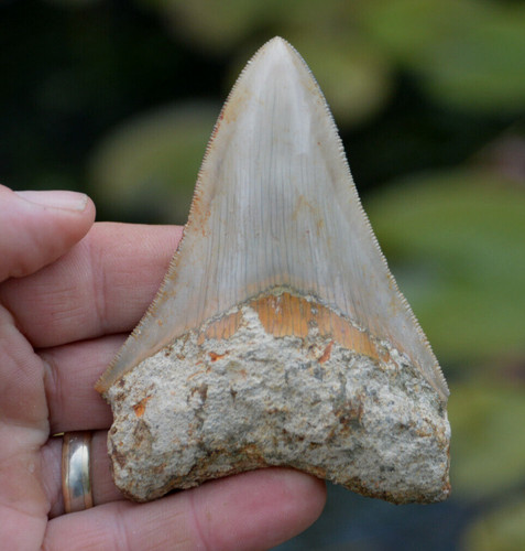 Mega megalodon shark tooth - mega,
