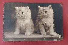 Vintage Cat Postcard, Cute Persian Kittens 
