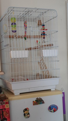 Bird cage - bird,
