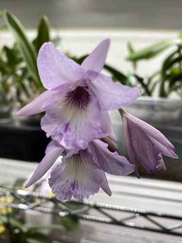 Laelia rubescens broughtonia - laelia,