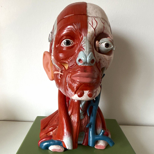 Human head neck - neck, anatomical