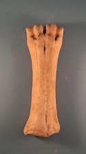 Fossilised Bison Bone