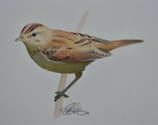 Original Watercolour Painting Of A Sedge Warbler Bird British Wildlife Art