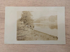 Real Photo Postcard of Cows grazing on river bank c. 1920s - unposted