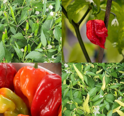 Chilli peppers plants 10cm - in,