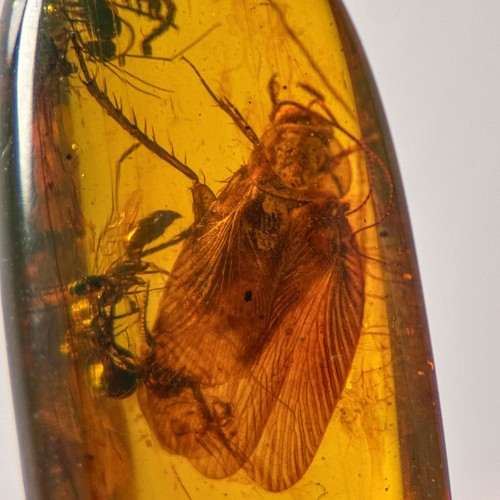 Cockroach burmese burmite - in,