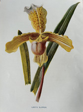 Lady’s Slipper Antique Print