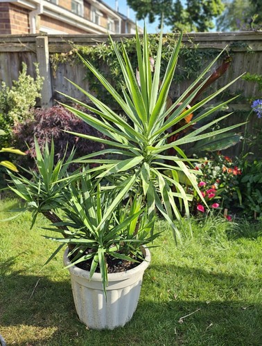 Large healthy 5 ft 3 - 5,