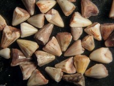 Triassic Revueltosaurus 3