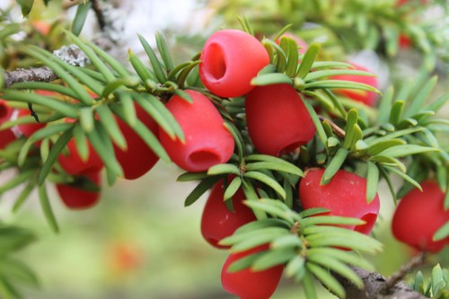 English yew seeds taxus - seeds,