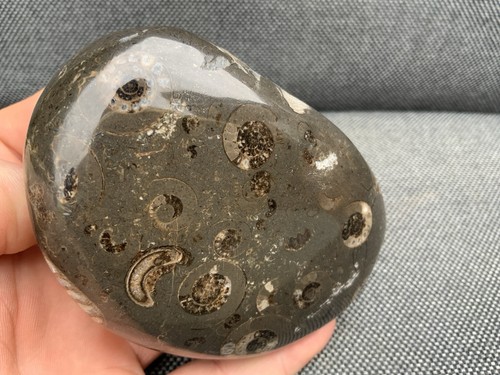 Polished fossil ammonite multi - polished,