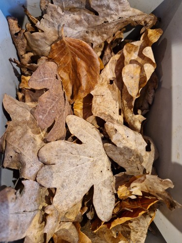 50x bioactive dried - dried, oak