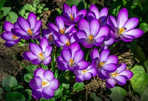 10x crocus ruby - crocus, bulbs