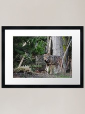 Red Wolf Framed Art Print