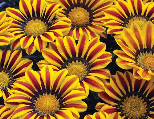 Gazania kiss yellow flame - yellow,