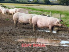 PHOTO  SUFFOLK FREE RANGE PIGS
