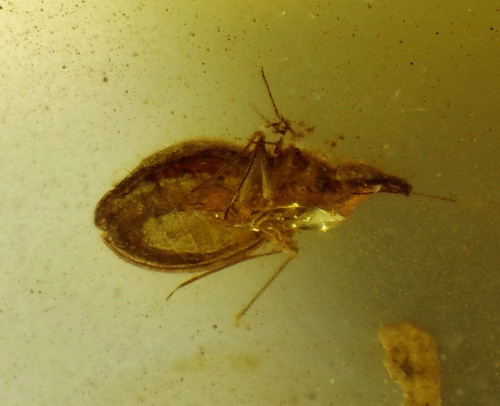 Fossil insect lacebug tingidae - lacebug,