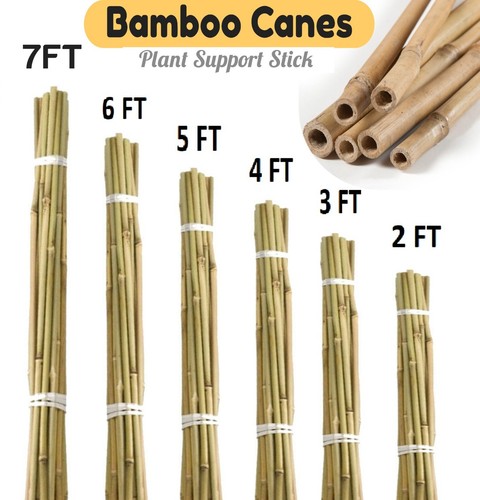 Bamboo canes garden stakes - bamboo,