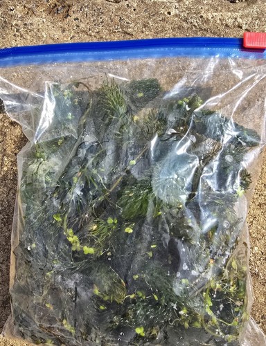 Pond hornwort live - hornwort,