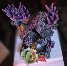 Large Coral Reef Arch Aquariam