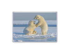 Polar Bear Cubs Fridge Magnet