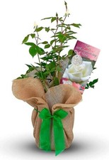 Tin Wedding Gift Rose - 10th Anniversary Gift - Gift Wrapped with Huge Bow