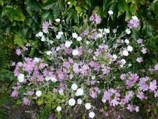 EAT YOUR GARDEN!!!  Edible