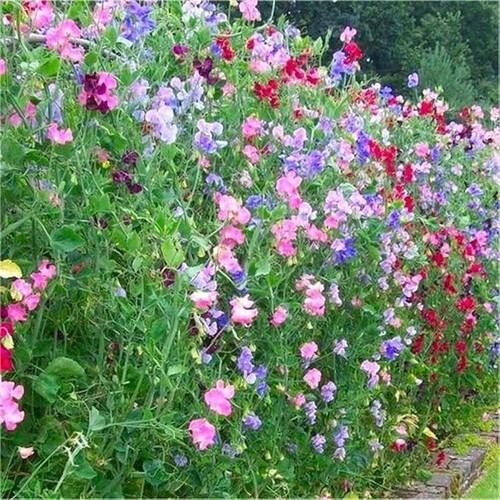 Pot sweet peas - of,
