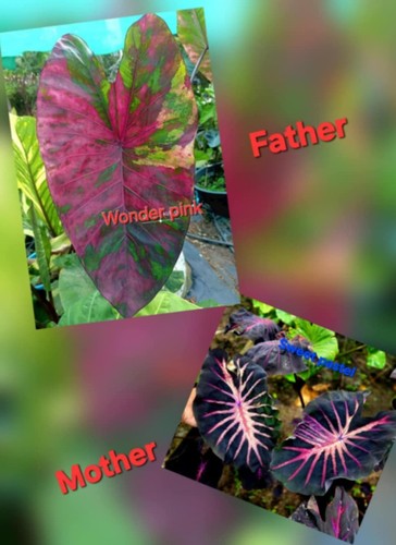 Colocasia hybrid seeds - seeds, –