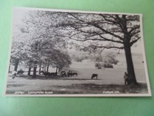 Chingford Plain, General View