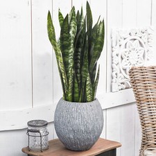 Snake plant large - indoor, house