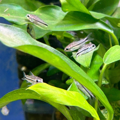 Pygmy corydoras tiny - corydoras:,
