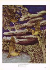 Bat Daubenton's Bechstein's Pipistrelle Print Picture Vintage 1972 OBOV#159