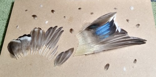 Mallard feather set 36 - mallard,