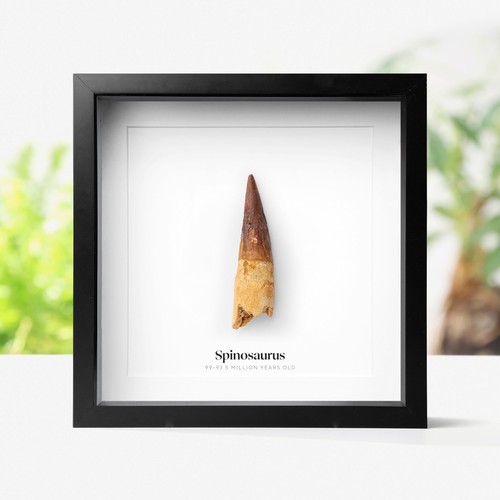 Spinosaurus tooth box frame - tooth,