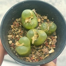 Conophytum maughanii | Living