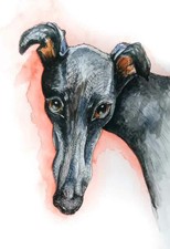 Greyhound Whippet Lurcher art