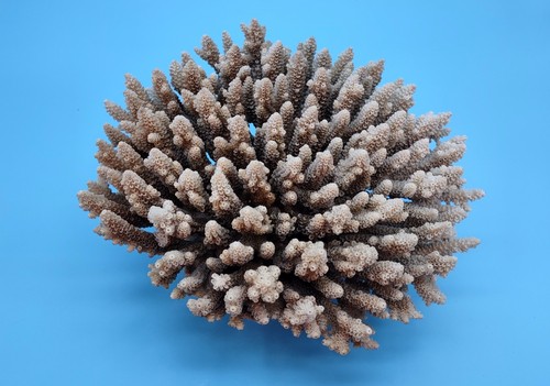 Off white natural table coral - off,