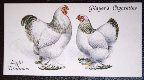 Light brahma chickens - light,