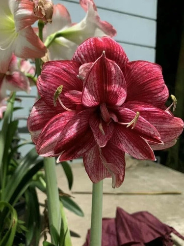 Imported amaryllis lily brown - imported,