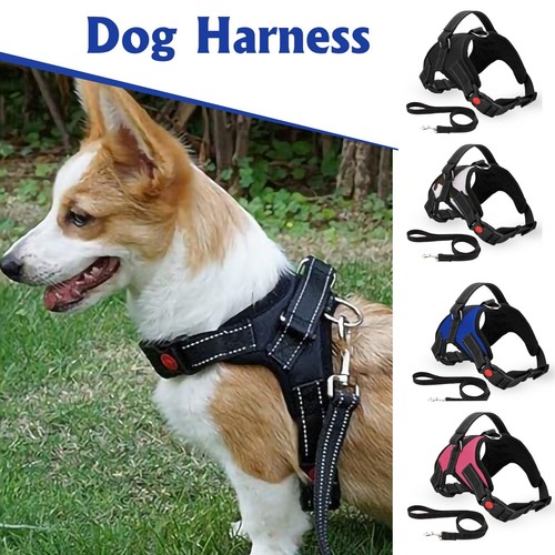Dog harness safety - dog,