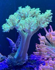 Kenya Tree Frag / Capnella