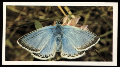 Tobacco card doncella - card,,