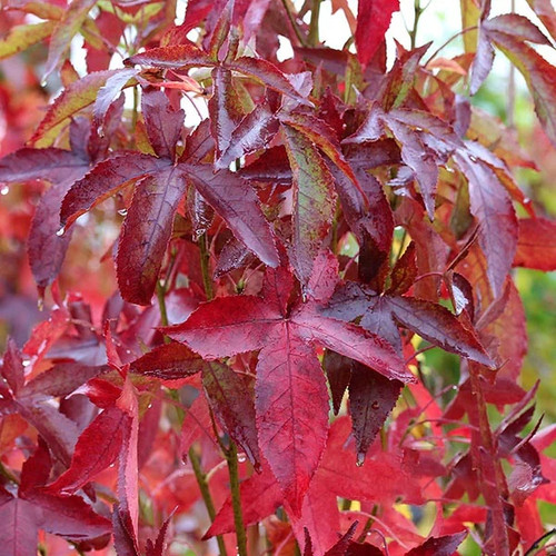 Liquidambar slender silhouette - liquidambar,