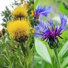 Centaurea Bare Roots - Hardy